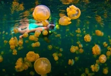 Jaga Keindahan Objek Wisata, Pemkab Berau Siapkan Perda Jaga Keindahan Objek Wisata, Pemkab Berau Siapkan Perda