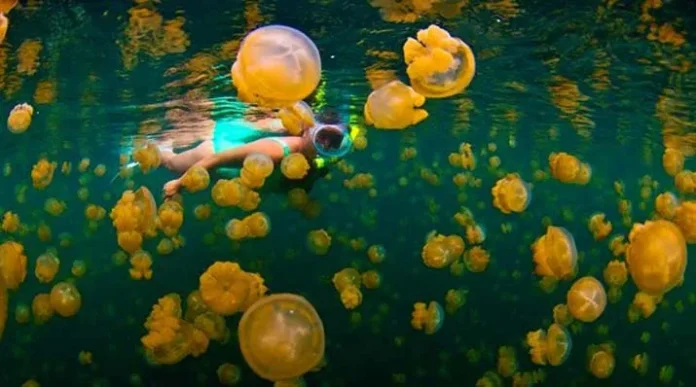 Jaga Keindahan Objek Wisata, Pemkab Berau Siapkan Perda