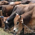 Pemda Konut Siapkan 63 Ekor Hewan Kurban Ilustrasi sapi kurban