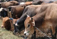 Pemda Konut Siapkan 63 Ekor Hewan Kurban Ilustrasi sapi kurban