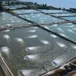 4 Kecamatan di Konut Bakal Jadi Lahan Tambak Udang Ilustrasi