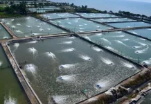 4 Kecamatan di Konut Bakal Jadi Lahan Tambak Udang Ilustrasi