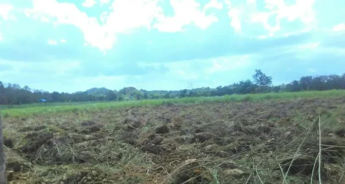 jagung_kuning Kembangkan Jagung Hibrida, KTNA Mubar Manfaatkan 200 Hektar Lahan Tidur