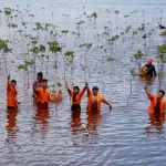 Mahasiswa KKN UHO Belajar Tanam Mangrove di PT Antam UBPN Sultra Mahasiswa KKN UHO Belajar Tanam Mangrove di PT Antam UBPN Sultra