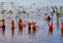 Mahasiswa KKN UHO Belajar Tanam Mangrove di PT Antam UBPN Sultra Mahasiswa KKN UHO Belajar Tanam Mangrove di PT Antam UBPN Sultra