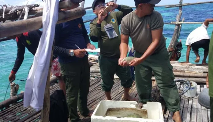 napoleon BTNW Wakatobi Amankan 11 Ekor Napoleon Hidup