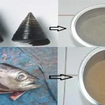 Penemuan Pakan Alternatif untuk Budidaya Lobster di Sultra Penemuan Pakan Alternatif untuk Budidaya Lobster di Sultra