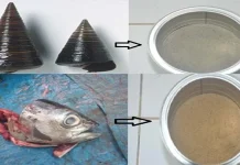 Penemuan Pakan Alternatif untuk Budidaya Lobster di Sultra Penemuan Pakan Alternatif untuk Budidaya Lobster di Sultra