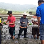 Bupati Konut Tanam Perdana Padi Non Glukosa Bupati Konut Tanam Perdana Padi Non Glukosa