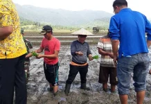 Bupati Konut Tanam Perdana Padi Non Glukosa Bupati Konut Tanam Perdana Padi Non Glukosa