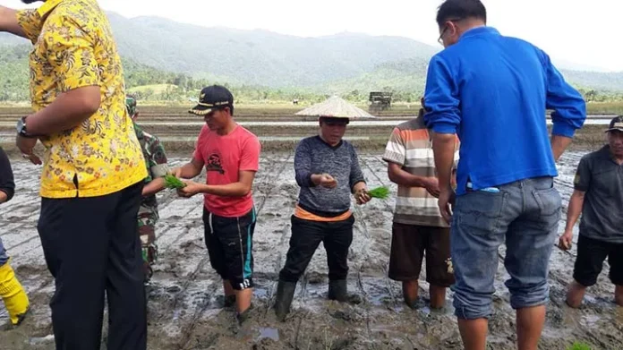 Bupati Konut Tanam Perdana Padi Non Glukosa