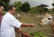 Menpar Arief Yahya Namakan Anak Jerapah “Bimo” di Peresmian Baobab Safari Resort Menpar Arief Yahya Namakan Anak Jerapah "Bimo" di Peresmian Baobab Safari Resort