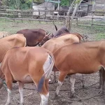 874 Hewan di Kabupaten Kolaka Siap Dikurbankan Jelang Idul Adha, Harga Hewan Kurban di Kolut Merangkak Naik