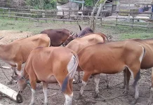 Warga yang Hendak Berkurban Diimbau Lapor Pemerintah, Biaya Gratis Jelang Idul Adha, Harga Hewan Kurban di Kolut Merangkak Naik