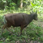 Pedagang Sapi di Kolut Diduga Tipu Pembeli Pedagang Sapi di Kolut Diduga Tipu Pembeli