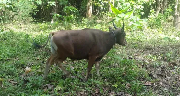 Pedagang Sapi di Kolut Diduga Tipu Pembeli