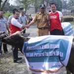 PT Antam Salurkan 13 Sapi Kurban Ke Kecamatan Pomalaa dan Kabupaten Konut PT Antam Salurkan 13 Sapi Kurban me Kecamatan Pomalaa dan Kabupaten Konut