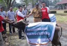 PT Antam Salurkan 13 Sapi Kurban Ke Kecamatan Pomalaa dan Kabupaten Konut PT Antam Salurkan 13 Sapi Kurban me Kecamatan Pomalaa dan Kabupaten Konut