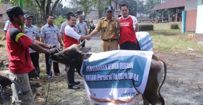 sapi_kurban_antam PT Antam Salurkan 13 Sapi Kurban me Kecamatan Pomalaa dan Kabupaten Konut