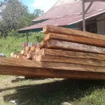 KPHP Konut Amankan 20 Kubik Kayu yang Diduga dari Hutan Lindung KPHP Konut Amankan 20 Kubik Kayu yang Diduga dari Hutan Lindung