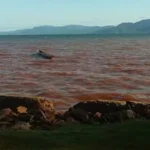 DPRD Konut Tuding PT BKM dan Sriwijaya Sengaja Cemari Laut Desa Tapunggaya dan Tapuemea DPRD Konut Tuding PT BKM dan Sriwijaya Sengaja Cemari Laut Desa Tapunggaya dan Tapuemea