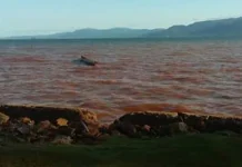 DPRD Konut Tuding PT BKM dan Sriwijaya Sengaja Cemari Laut Desa Tapunggaya dan Tapuemea DPRD Konut Tuding PT BKM dan Sriwijaya Sengaja Cemari Laut Desa Tapunggaya dan Tapuemea