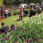 Kuliner Indonesia Siap Goyang Lidah Australia di Spring Festival 2017 Araluen Spring Festival 2017 Araluen