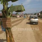 Kesal Karena Proyek Pembangunan Jalan Tak Tuntas, Warga Tanam Pohon Pisang di Jalan Poros Kolaka Kesal Karena Proyek Pembangunan Jalan Tak Tuntas, Warga Tanam Pohon Pisang di Jalan Poros Kolaka