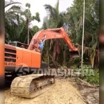 Upaya Menjaga Sagu Tetap Lestari di Bumi Konawe Upaya Menjaga Sagu Tetap Lestari di Bumi Konawe