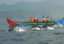 Asyiknya Bercengkrama dengan Lumba-Lumba di Teluk Kiluan Lampung Asyiknya Bercengkrama dengan Lumba-Lumba di Teluk Kiluan Lampung