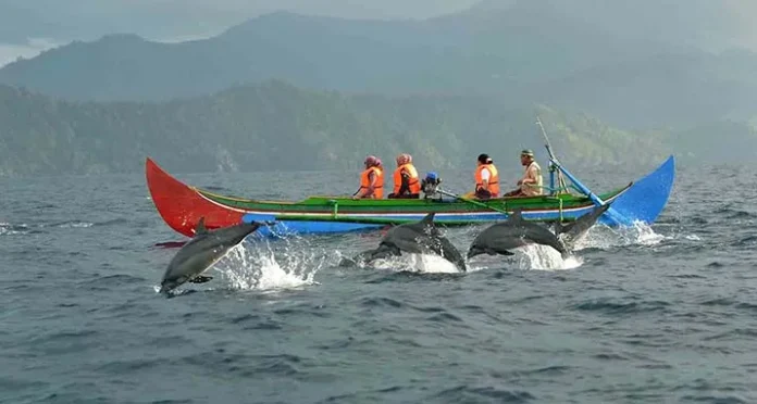 Asyiknya Bercengkrama dengan Lumba-Lumba di Teluk Kiluan Lampung