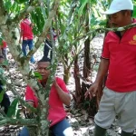 Petani Kakao Sultra Dilatih Cara Mengendalikan Hama Tanaman Petani Kakao Sultra Dilatih Cara Mengendalikan Hama Tanaman