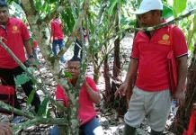Petani Kakao Sultra Dilatih Cara Mengendalikan Hama Tanaman Petani Kakao Sultra Dilatih Cara Mengendalikan Hama Tanaman