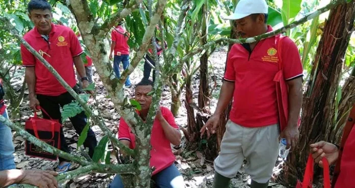 Petani Kakao Sultra Dilatih Cara Mengendalikan Hama Tanaman