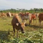 Populasi Sapi di Konawe Meningkat Setelah “Diwajibkan” Bunting Populasi Sapi di Konawe Meningkat Setelah "Diwajibkan" Bunting