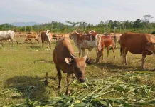 Populasi Sapi di Konawe Meningkat Setelah “Diwajibkan” Bunting Populasi Sapi di Konawe Meningkat Setelah "Diwajibkan" Bunting