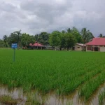 Lahan Persawahan Luas, Konawe Ingin Jadi Daerah Pengembangan Komoditi Padi Nasional Lahan Persawahan Lias Konawe Ingin Jadi Daerah Pengembangan Komoditi Padi Nasional, ilustrasi sawah