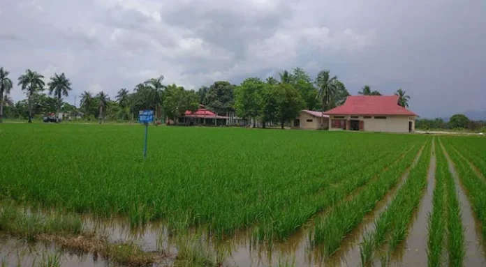 Lahan Persawahan Lias Konawe Ingin Jadi Daerah Pengembangan Komoditi Padi Nasional, ilustrasi sawah