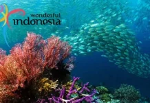 Ikuti DRT Hong Kong, Kemenpar Bakal Pamerkan Spot Diving Terbaik Indonesia Wonderful Indonesia