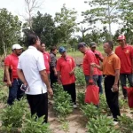 BBPP Batangkaluku Latih Petani Sultra Budidaya Kedelai BBPP Batangkaluku Latih Petani Sultra Budidaya Kedelai
