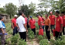 BBPP Batangkaluku Latih Petani Sultra Budidaya Kedelai BBPP Batangkaluku Latih Petani Sultra Budidaya Kedelai