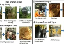 Dosen UHO Berikan Pendampingan Budidaya Lebah Madu ke Masyarakat Dosen UHO Berikan Pendampingan Budidaya Lebah Madu ke Masyarakat