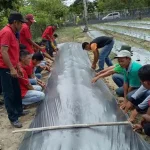 20 Orang Petani Cabai Rawit di Koltim Dilatih Praktek PGPR 20 Orang Petani Cabai Rawit di Koltim Dilatih Praktek PGPR