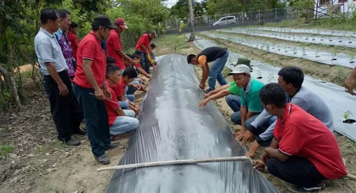 cabai_koltim 20 Orang Petani Cabai Rawit di Koltim Dilatih Praktek PGPR