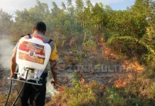 Akibat Puntung Rokok, 30 Hektar Hutan di Buton Terbakar Akibat Puntung Rokok, 30 Hektar Hutan di Buton Terbakar