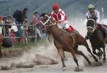 Jaga Atmosfer Wisata Perbatasan, Timor Tengah Utara Gelar Lomba Pacuan Kuda ilustrasi pacuan kuda
