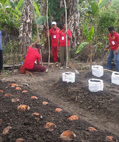 10 Petani Kelapa di Muna Difasilitasi Peremajaan Kelapa Seluas 300 Hektar