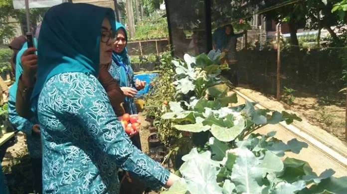 Ketua TP PKK Kota Kendari Ajak Warga Kembangkan Toga di Pekarangan