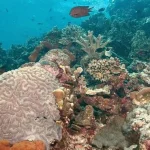 Mengenal Siladen, Lokasi Diving Terbaik di Dunia Mengenal Siladen, Lokasi Diving Terbaik di Dunia
