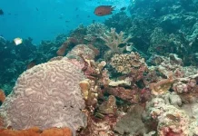Mengenal Siladen, Lokasi Diving Terbaik di Dunia Mengenal Siladen, Lokasi Diving Terbaik di Dunia